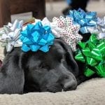PPH Schatzie in Holiday Bows
