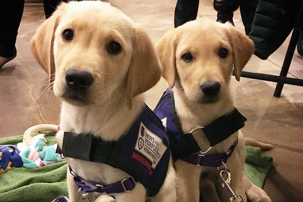 https://pawsforpurplehearts.org/wp-content/uploads/2018/01/pph-service-puppies-in-training.jpg