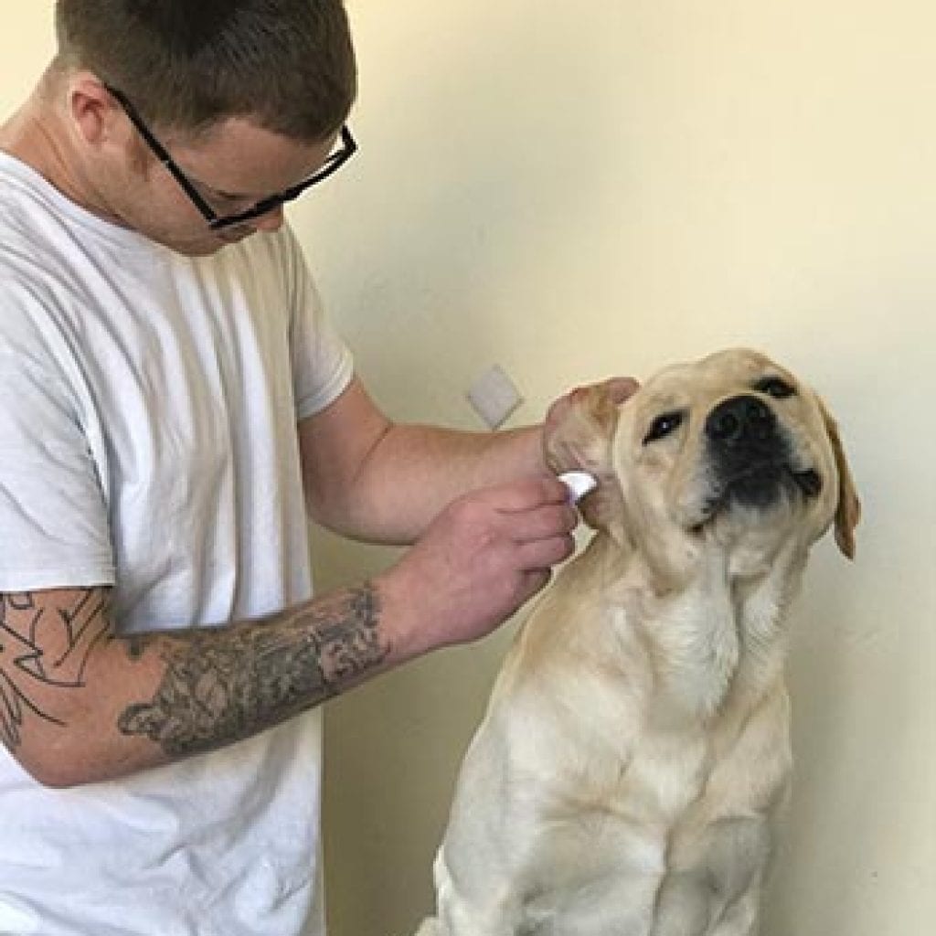 Ralph loves getting his ears cleaned.