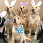 Easter Service Dogs in Training
