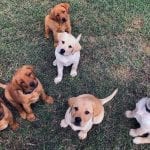 All six puppies being good gentlemen sitting for a treat!
