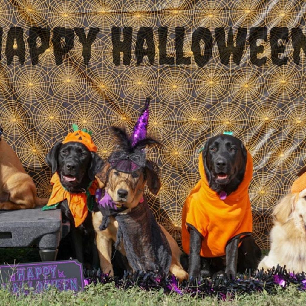 happy halloween with dogs
