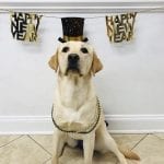 Service dog in training New Year pic