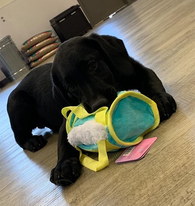 Sergeant (Lil’ Sarge) loves playing with his BarkBox toy