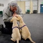 Service Dogs in Training
