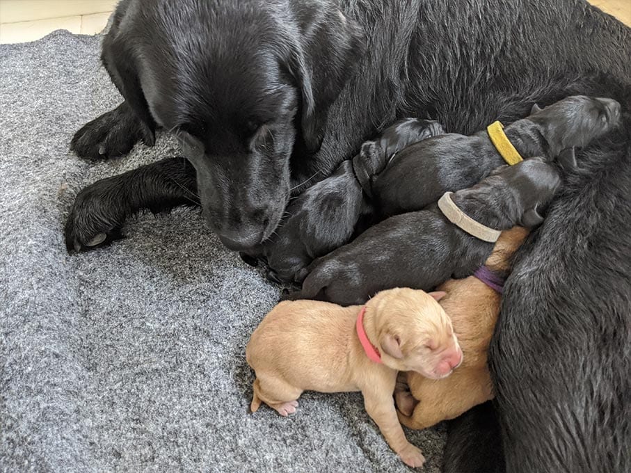 Our puppies start training at 4 weeks old