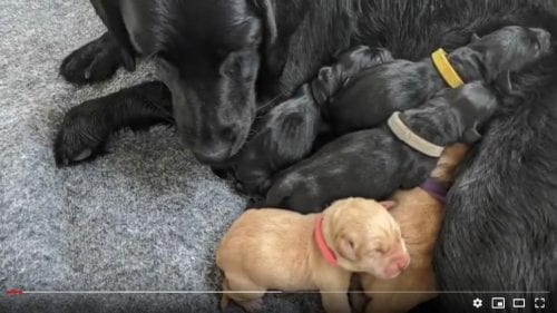 Check out our live puppy cam!"