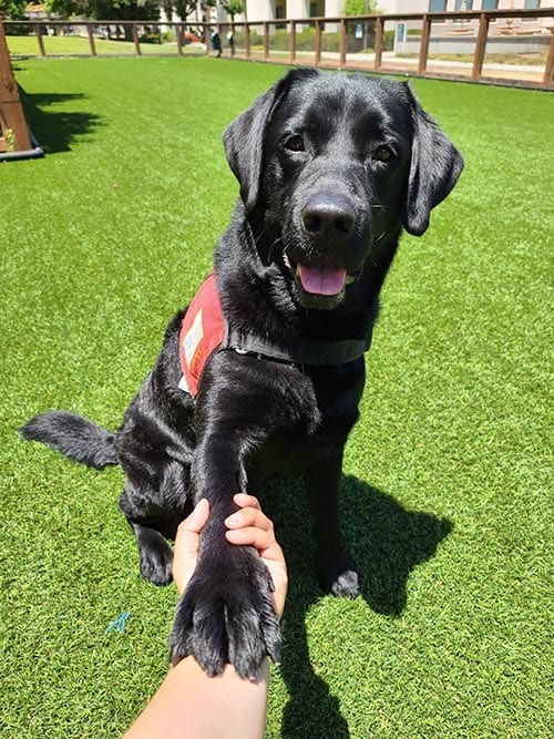 Facility Dog Timmy lends a paw to anyone who needs it