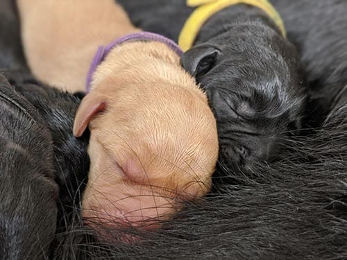 PPH newborn puppies sleeping