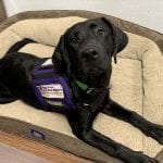 Six Month Old Beo is learning the ins and outs of being a Service Dog. Photographer: Danielle Stockbridge