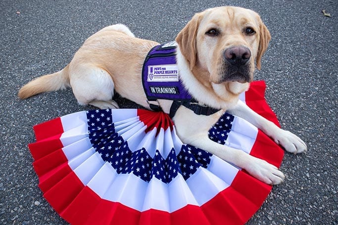 All of our service dog teams, like Scout and David, have access to VA Veterinary Health Benefits.