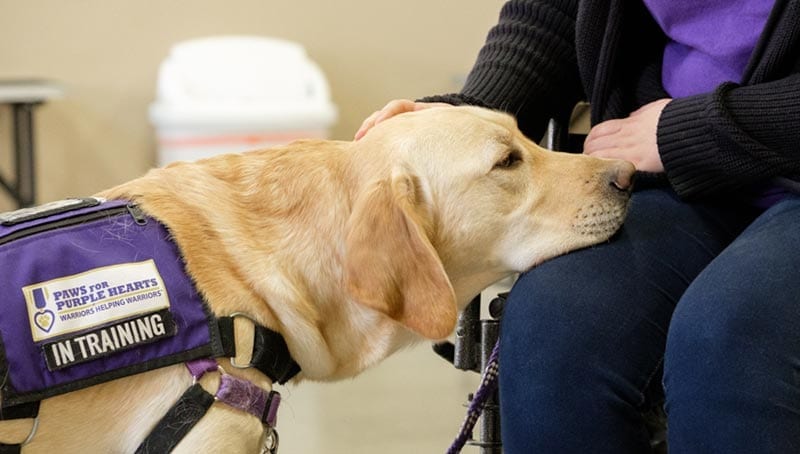 Canine-Assisted Warrior Therapy