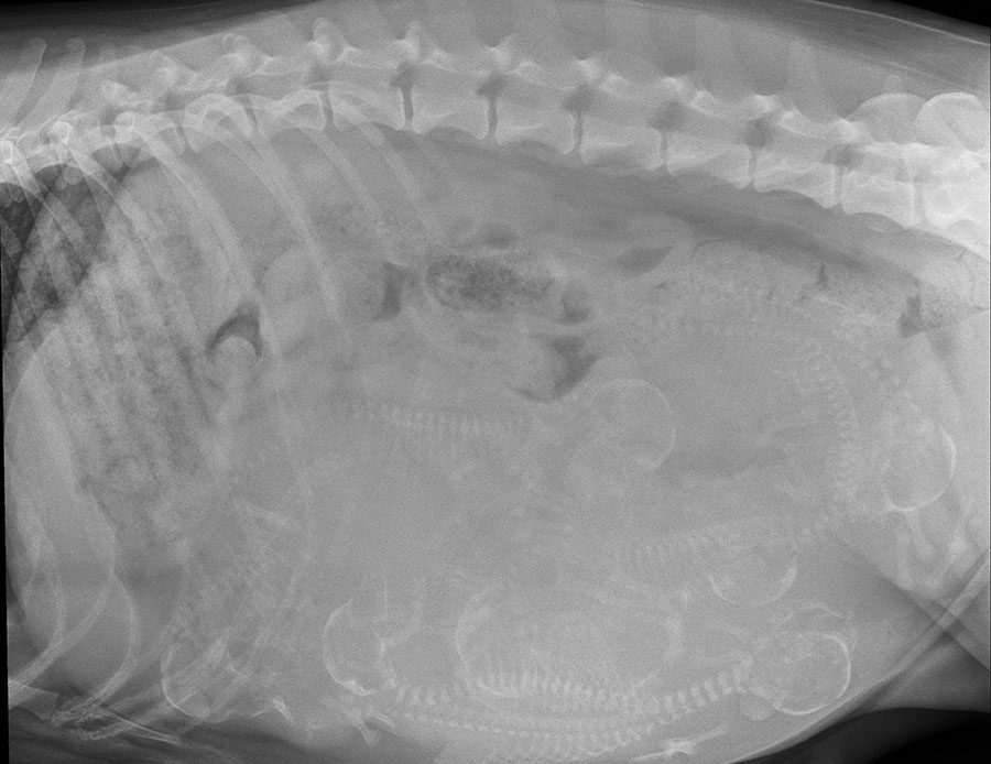 Pregnancy radiograph 4 days prior to whelping