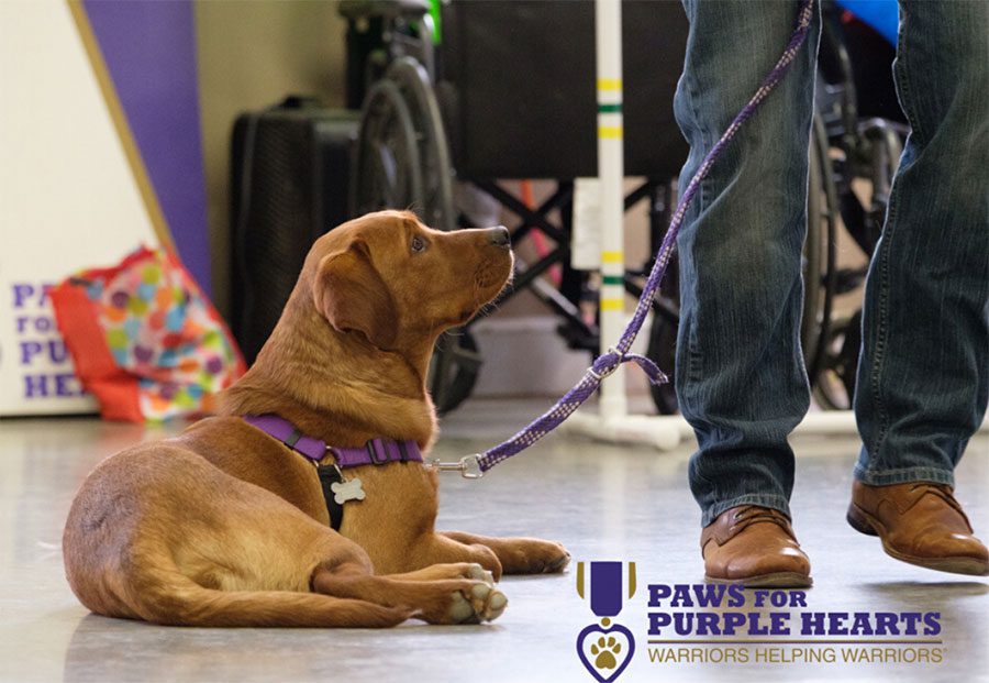 Canine Assisted Therapy Programs CAWT Programs™ by Cate Dorr, Clinical Director 
