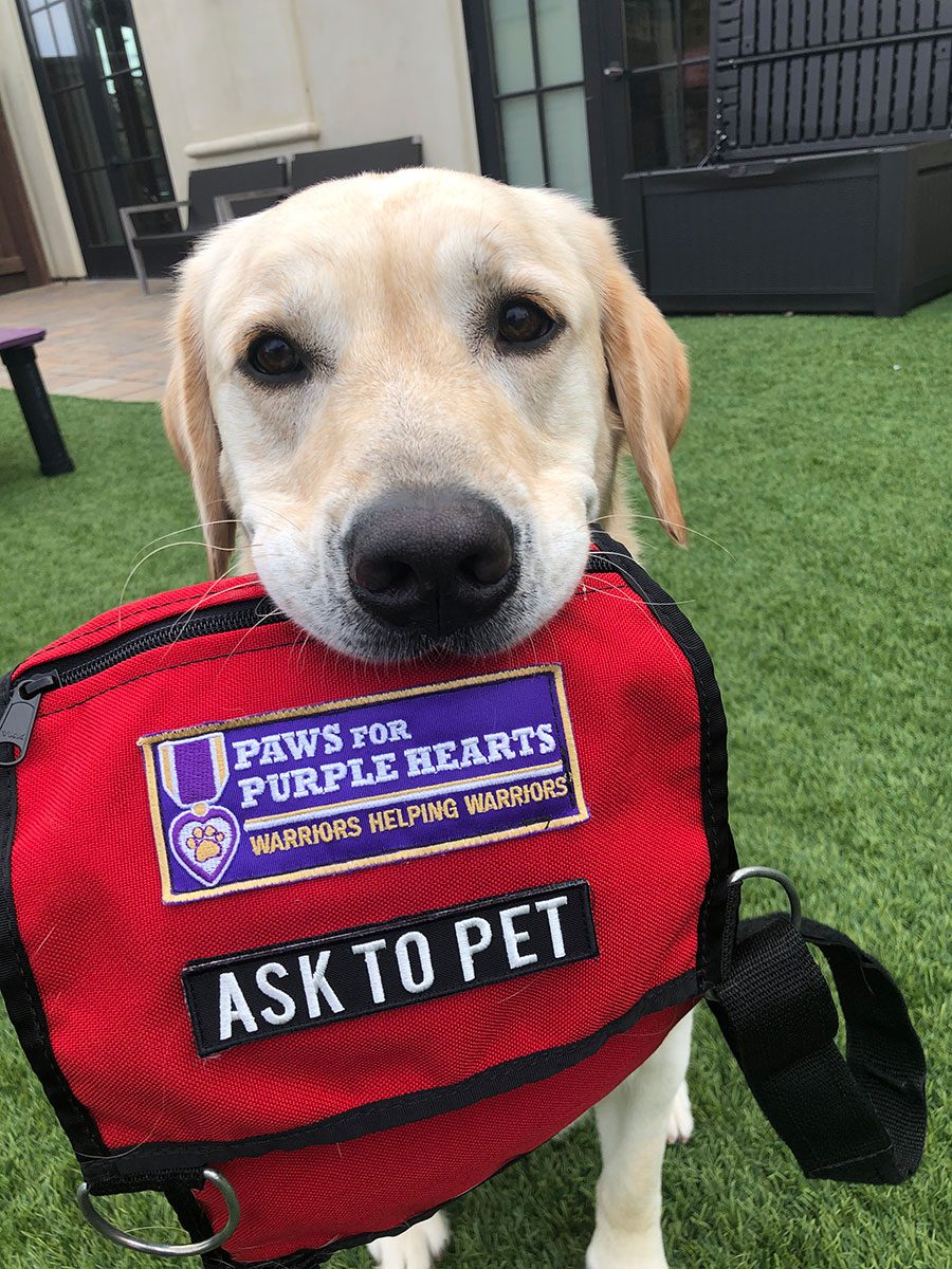 Ralph holding his Facility Dog vest