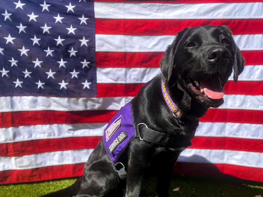 San Diego Service-Dog-in-training, Atte
