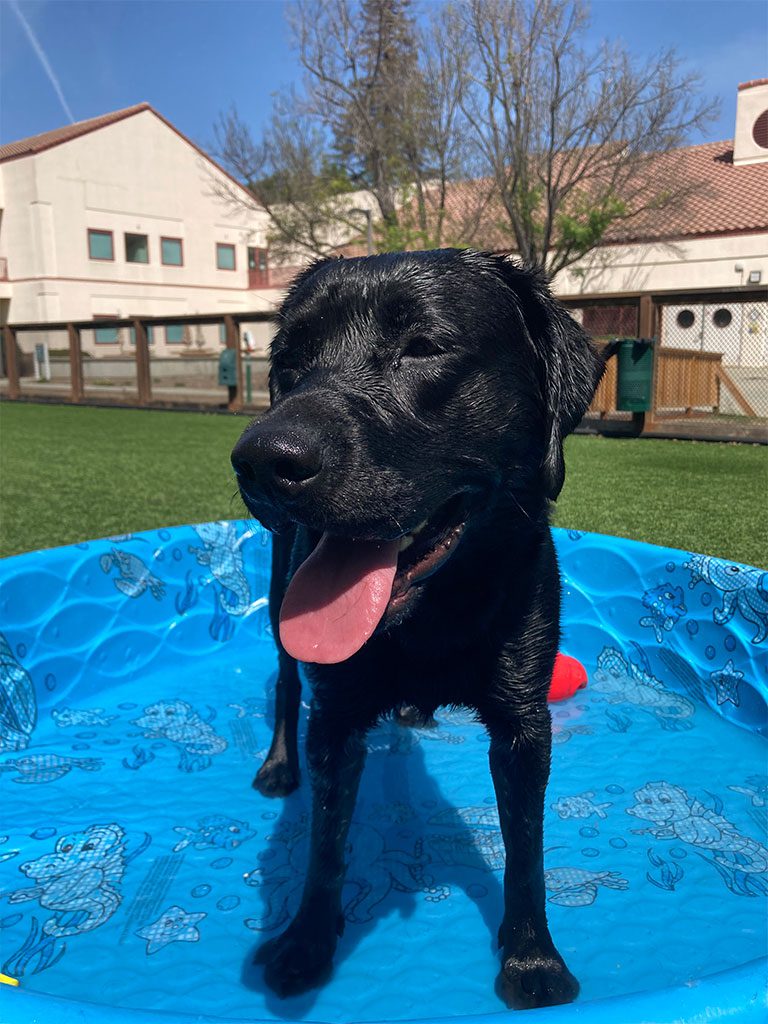 Lofty enjoying a pool day
