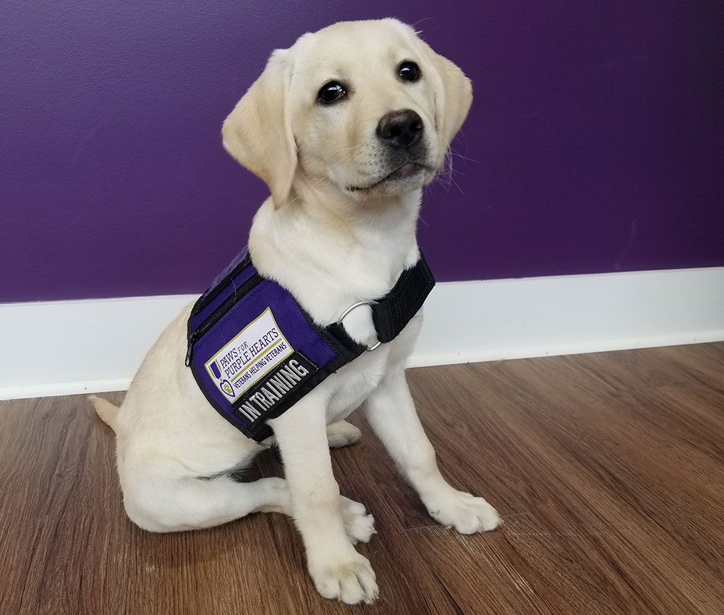 Our newest service dog in-training: Nova!