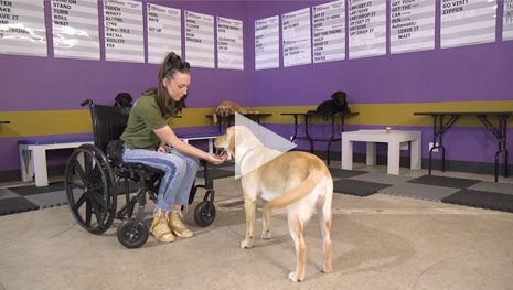 Paws for Purple Hearts - Service Dogs for our Warriors
