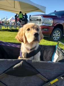 Service dog-in-training, Luana, attending the Out of Darkness Walk