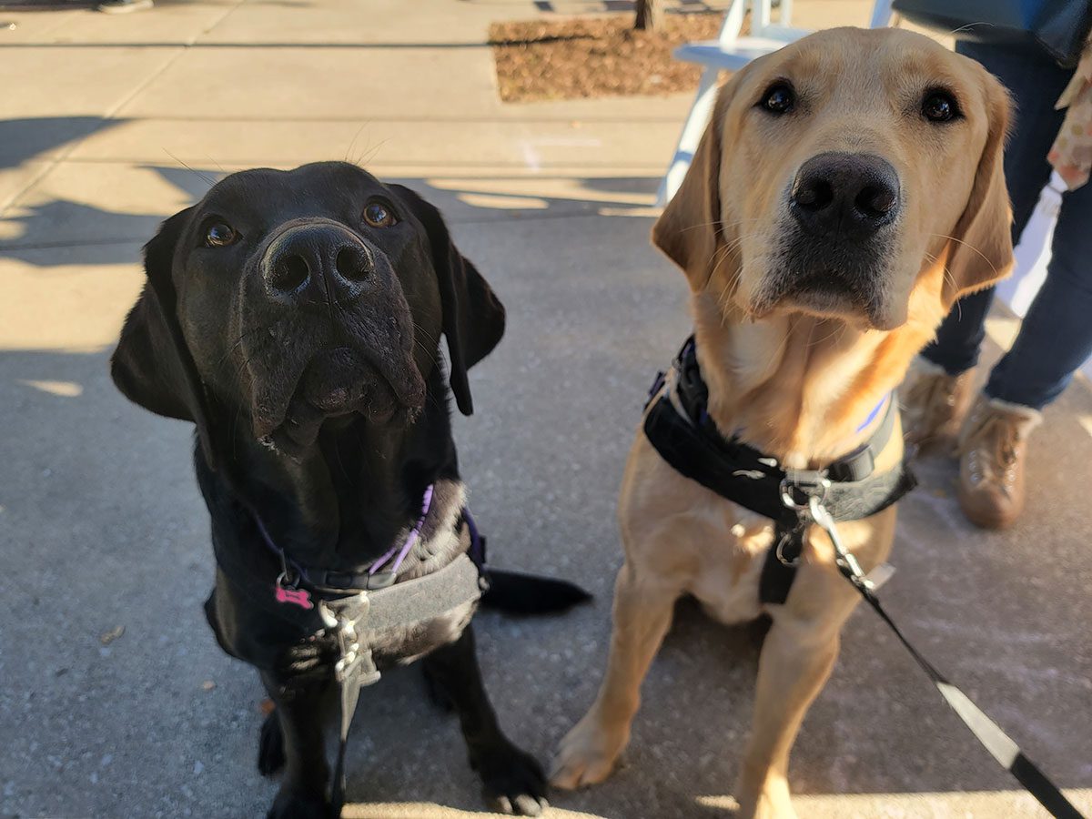 Service Dogs-In-Training Eaton and Koslosky primed and ready for work!