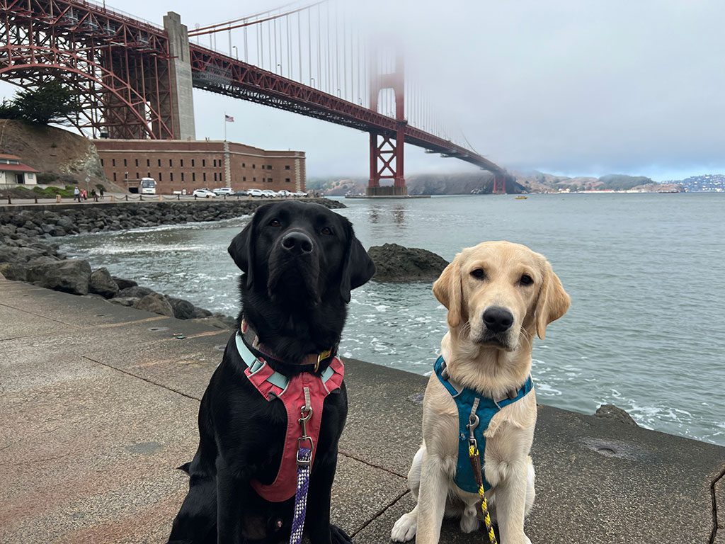 Bay Area Service Dogs-in-training, Oakley and Lofty