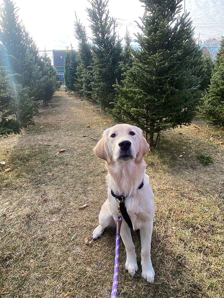 Detroit Service Dog-in-training, Lois, on a field trip to a Christmas Tree farm
