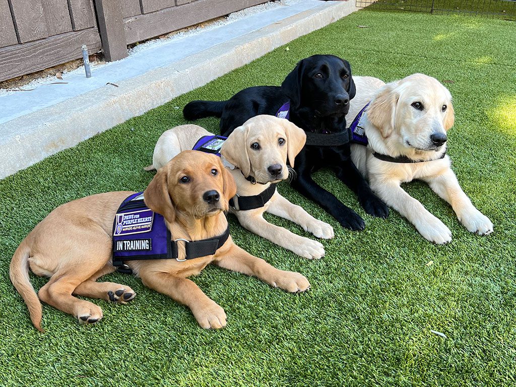 New San Diego Service-Dogs-in-training Penny, Michael, Nina, and LeMay