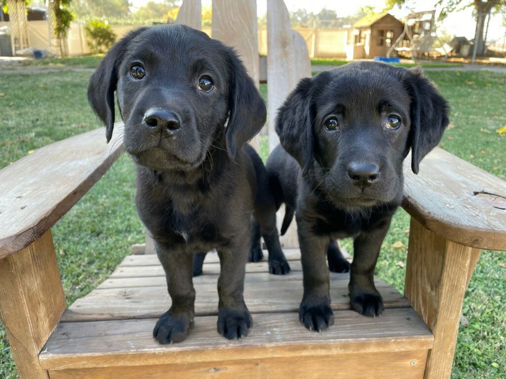 San Antonio’s newest pups, Penn and Moore!