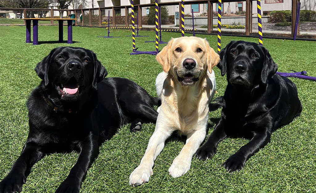 Lofstedt, Oakley, and Schatzie after enjoying the new agility course Photographer: Olivia Hughes