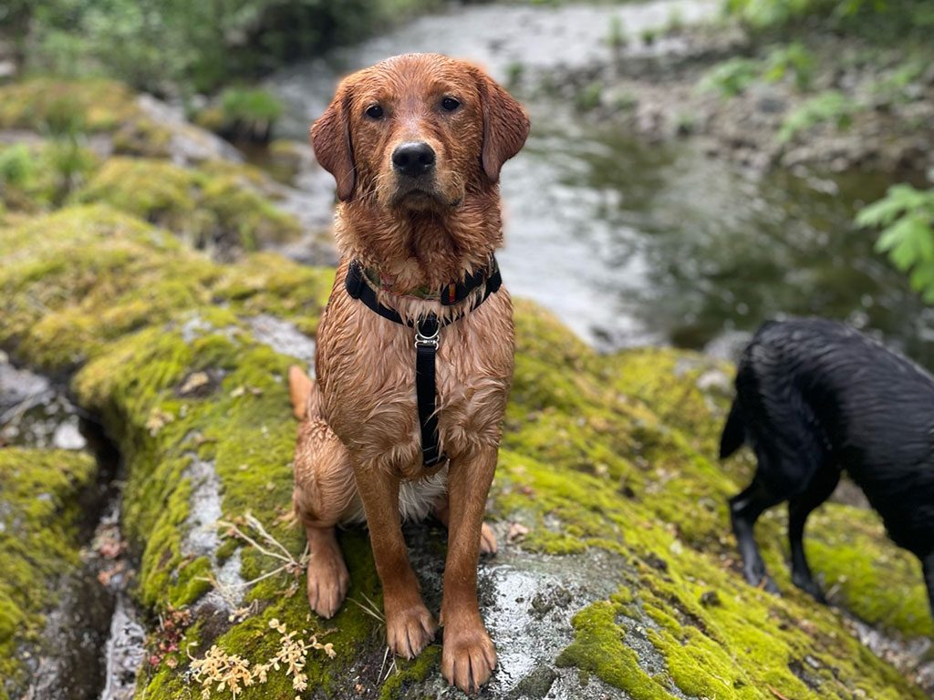 Penny Enjoying A Dip in Canyonville, OR