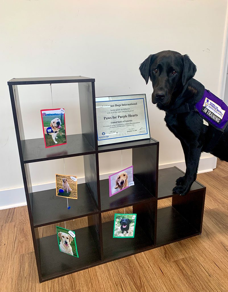 Ruther Glen’s Ambassador Dog, Scotty, Proudly Displays our ADI Accreditation