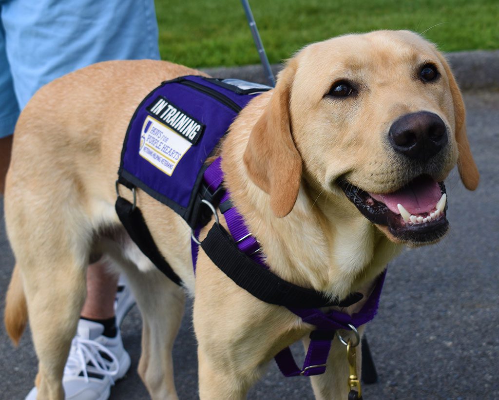 Service Dog-In-Training, Orion, was all smiles watching attendees on the green