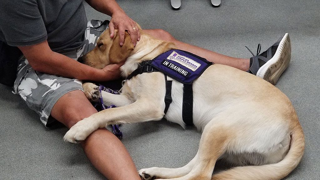Assistance Dog-In-Training, David, Gives Comfort During CAWT®