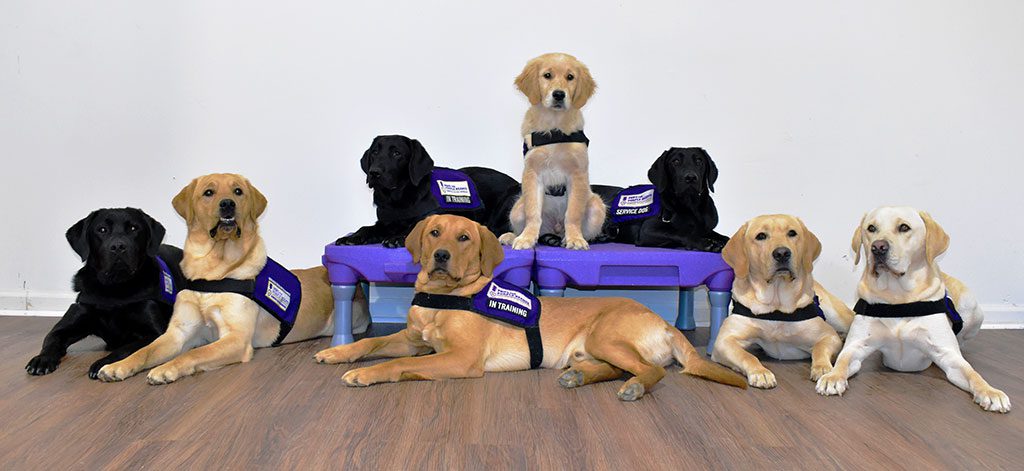 Paws For Purple Hearts Virginia Service Dogs-in-Training
