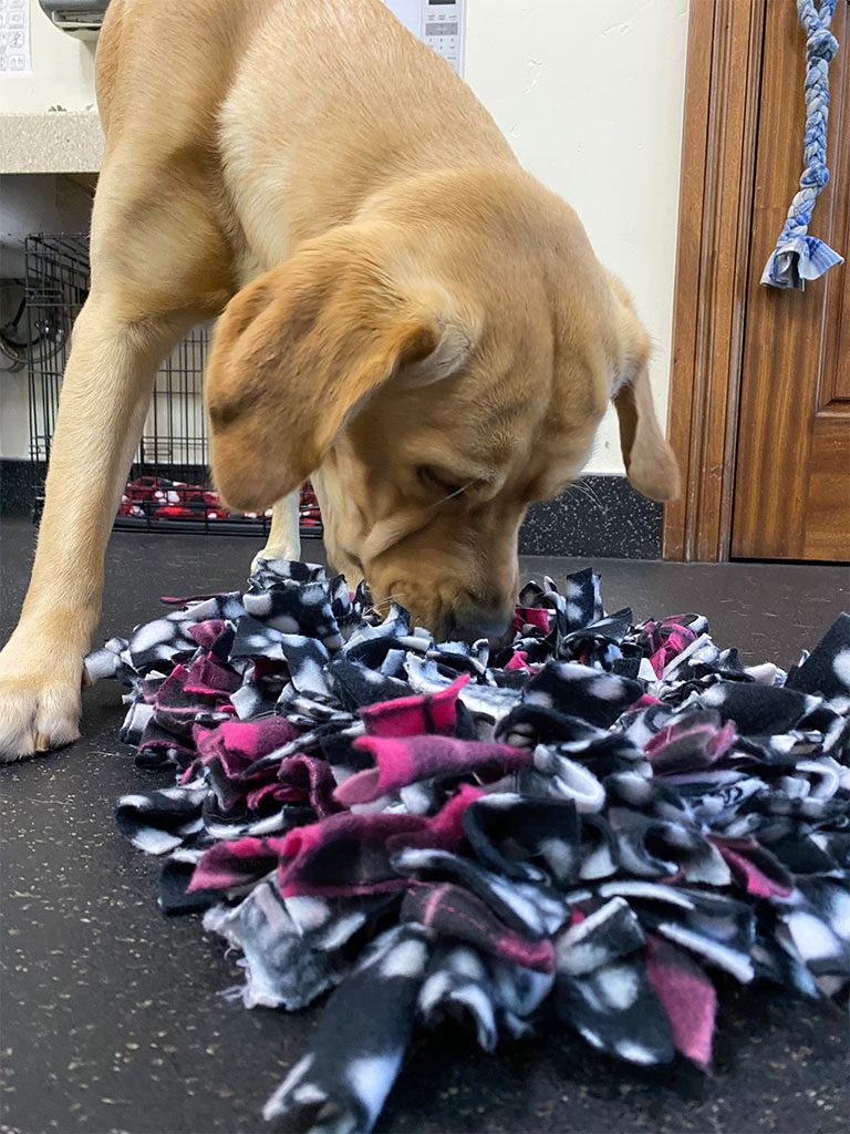 #pphPeter searching for treats in his homemade snuffle mat!