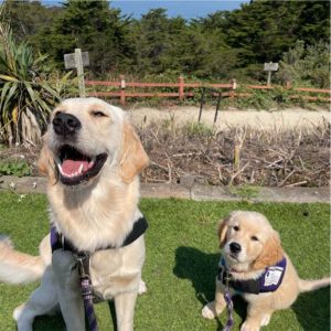 Service Dogs-In-Training Lois & Ryan