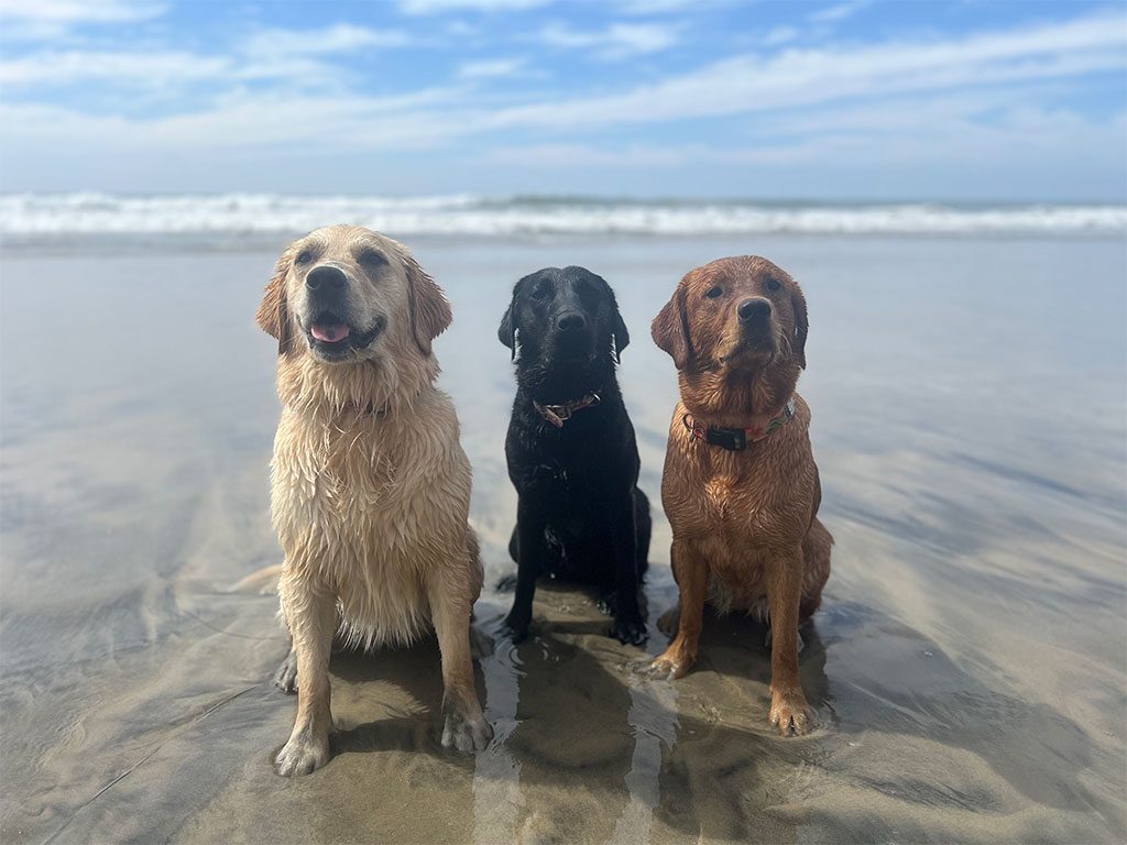 LeMay, Nina, and Penny at the Del Mar Dog Beach, San Diego
