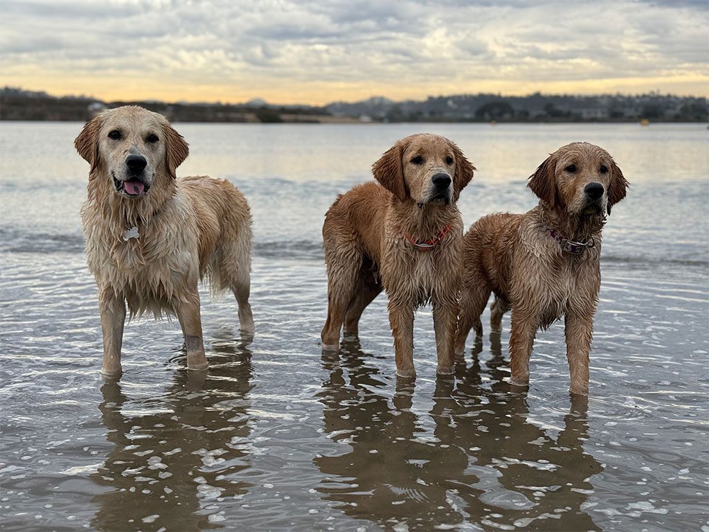 LeMay, RJ, and Robyn at Fiesta Island Dog Park, San Diego