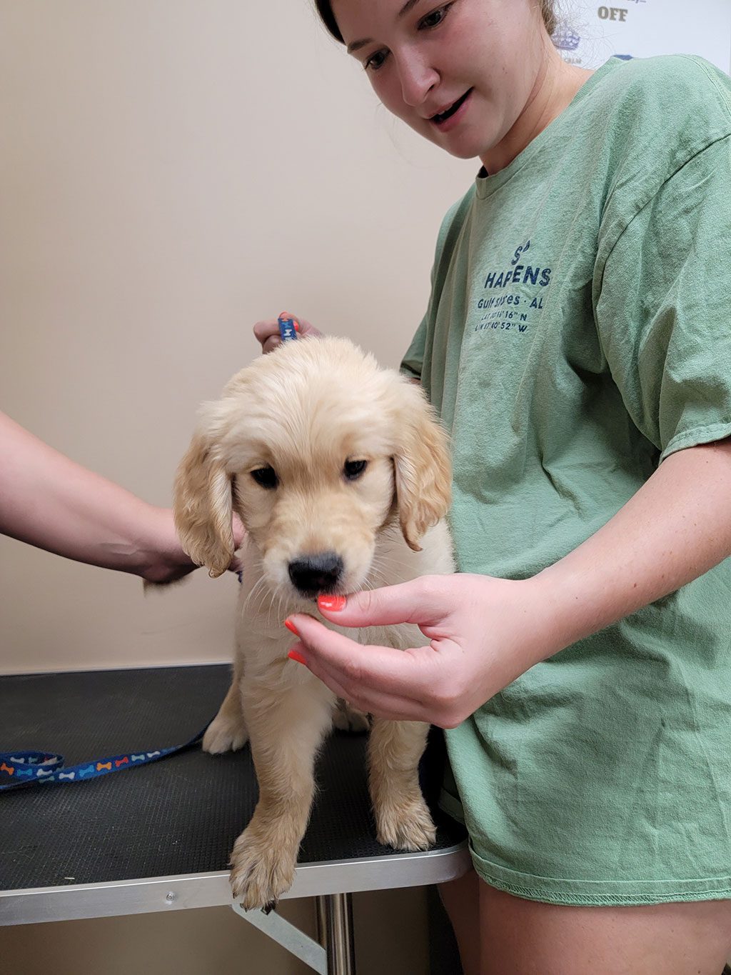 Our volunteers love helping groom our pups-in-training!