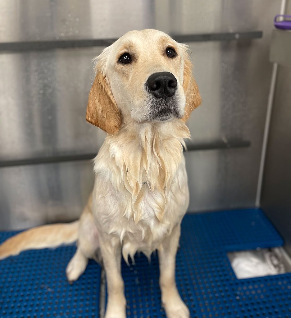 Bay Area Service-Dog-In-Training Lois Enjoying A Soothing Bath
