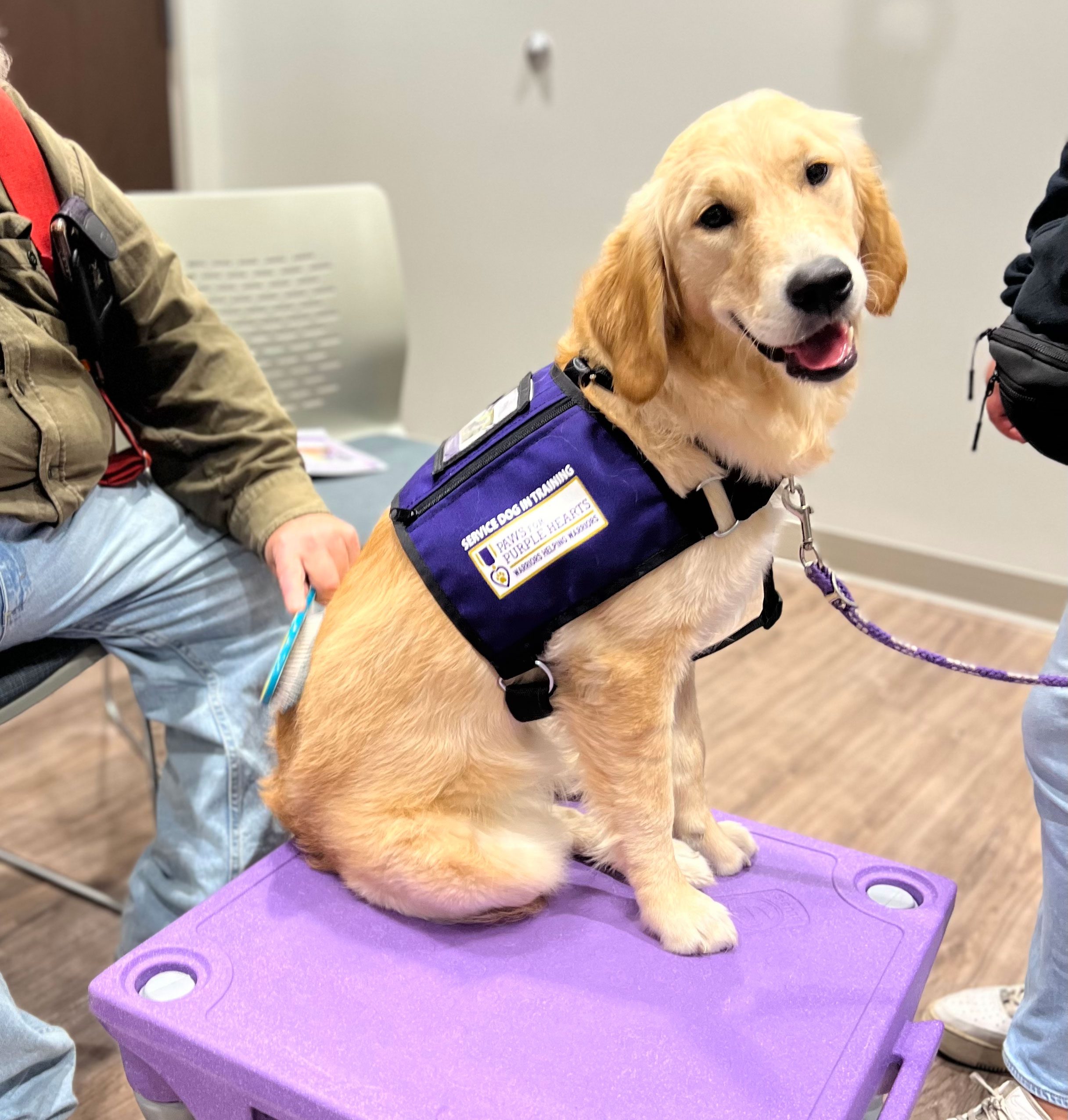 Service Dog in Training Ryan Being Groomed During A Canine Assisted Warrior Therapy® Session
